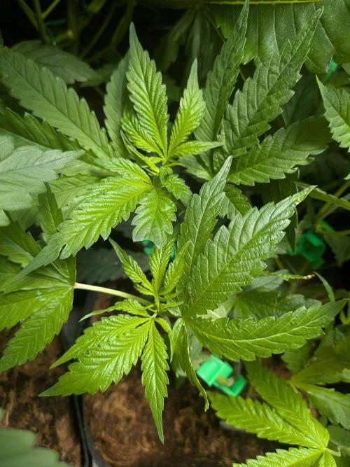 Devil Cookies One | USA Genetics 2026. Week 7
