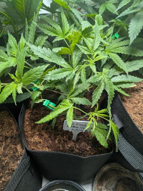 Devil Cookies One | USA Genetics 2026. Week 7