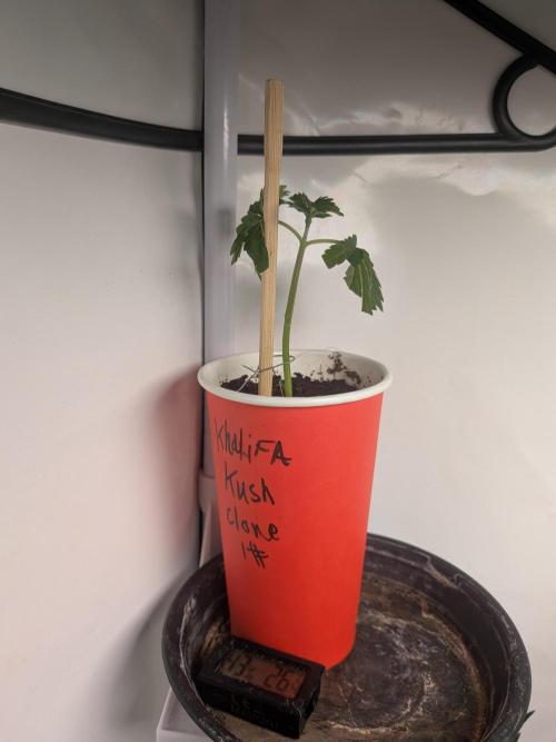 Khalifa Kush | outdoor 2026. Week 5