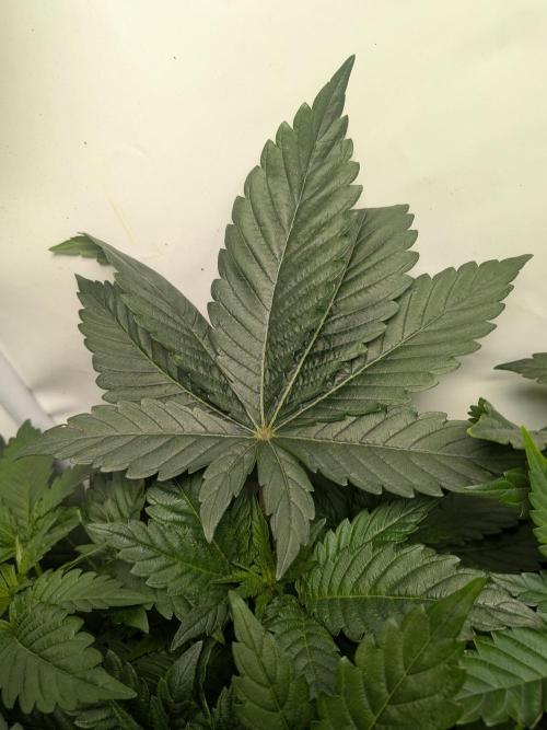 Khalifa Kush | outdoor 2026. Week 5