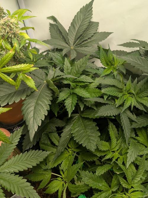 Khalifa Kush | outdoor 2026. Week 5