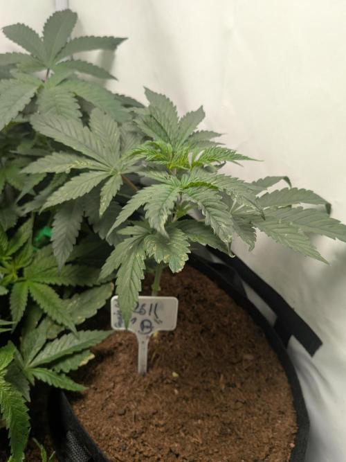 RS11(B) | GanjaFarmer. Week 4