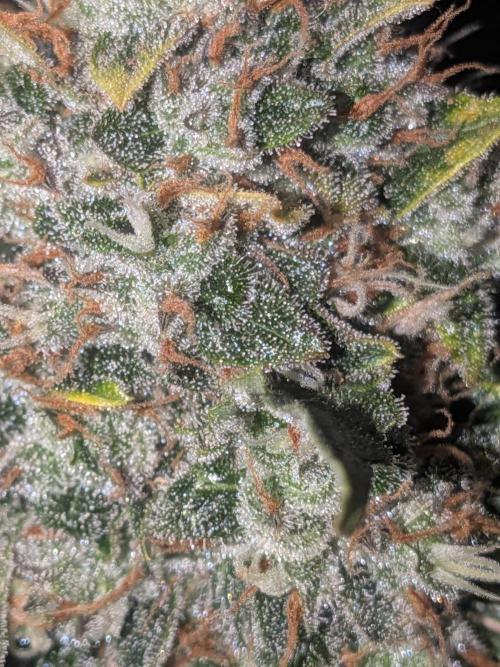 Sticky broccoli  🥦 Eternity Cup 2026. Week 15