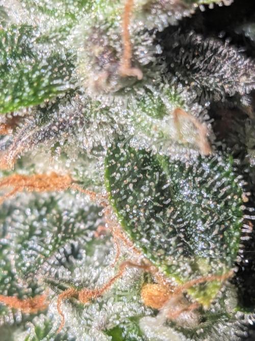 Sticky broccoli  🥦 Eternity Cup 2026. Week 15