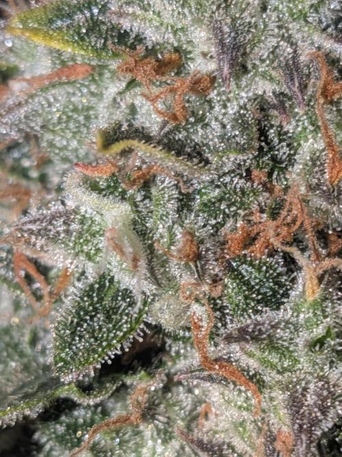 Sticky broccoli  🥦 Eternity Cup 2026. Week 15