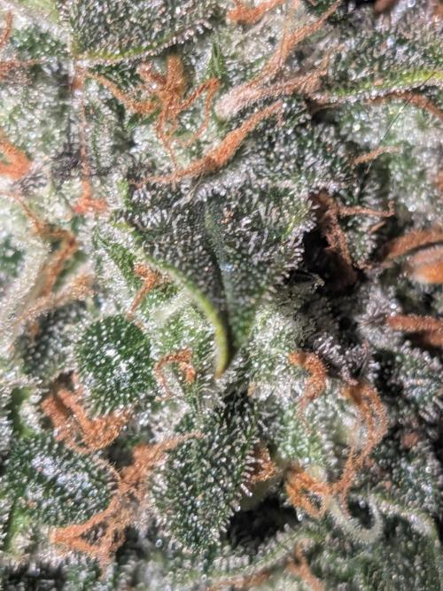 Sticky broccoli  🥦 Eternity Cup 2026. Week 15