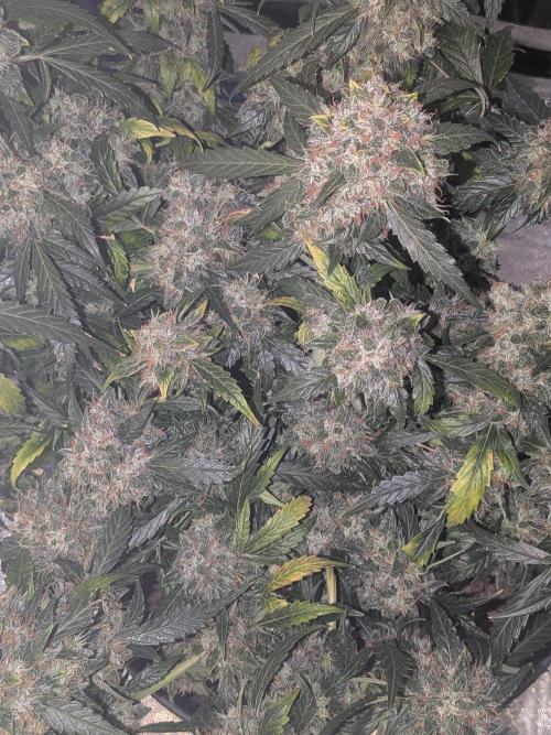 Sticky broccoli  🥦 Eternity Cup 2026. Week 15