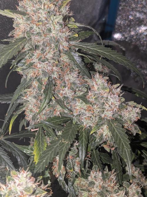 Sticky broccoli  🥦 Eternity Cup 2026. Week 15