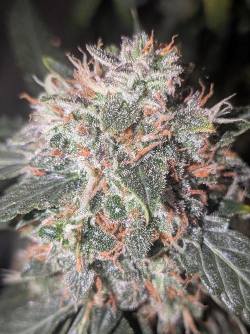 Sticky broccoli  🥦 Eternity Cup 2026. Week 15