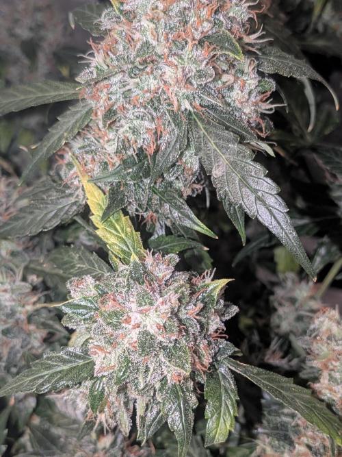 Sticky broccoli  🥦 Eternity Cup 2026. Week 15