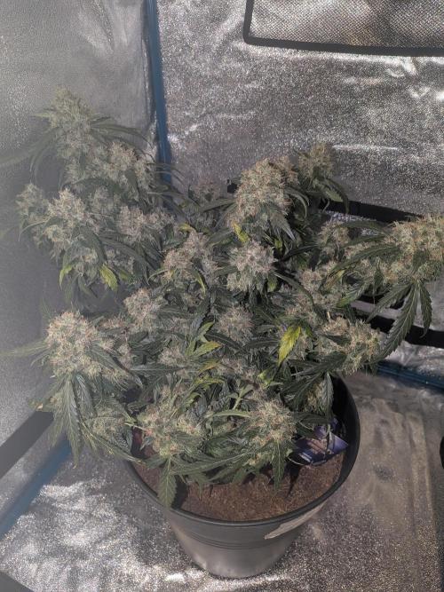 Sticky broccoli  🥦 Eternity Cup 2026. Week 15