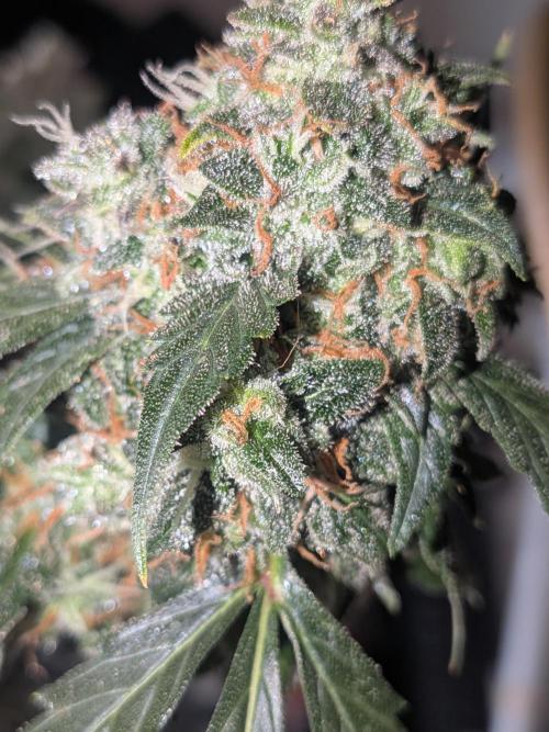 Sticky broccoli  🥦 Eternity Cup 2026. Week 15