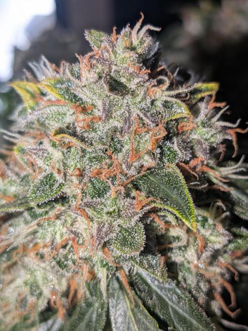 Sticky broccoli  🥦 Eternity Cup 2026. Week 15