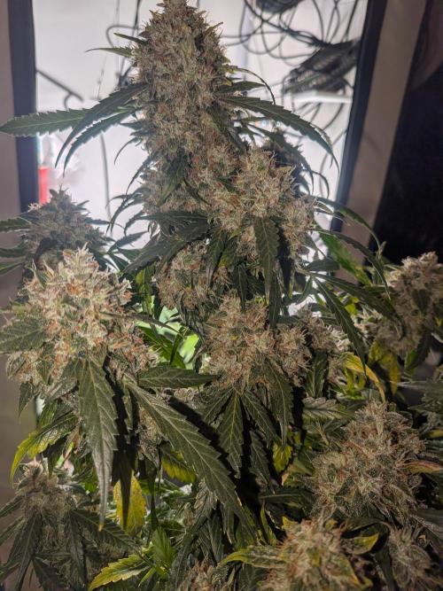 Sticky broccoli  🥦 Eternity Cup 2026. Week 15