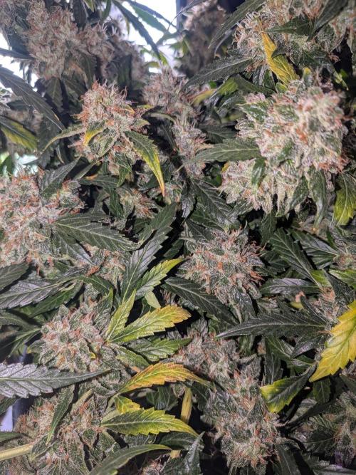 Sticky broccoli  🥦 Eternity Cup 2026. Week 15