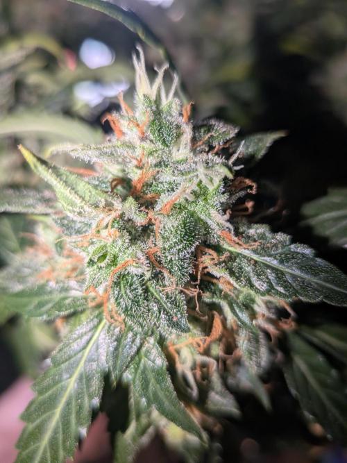 Sticky broccoli  🥦 Eternity Cup 2026. Week 15