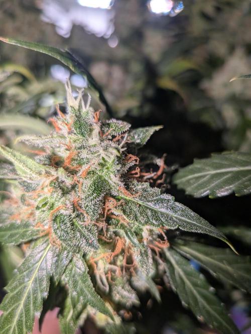 Sticky broccoli  🥦 Eternity Cup 2026. Week 15