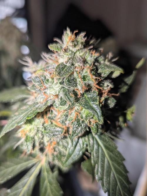 Sticky broccoli  🥦 Eternity Cup 2026. Week 15