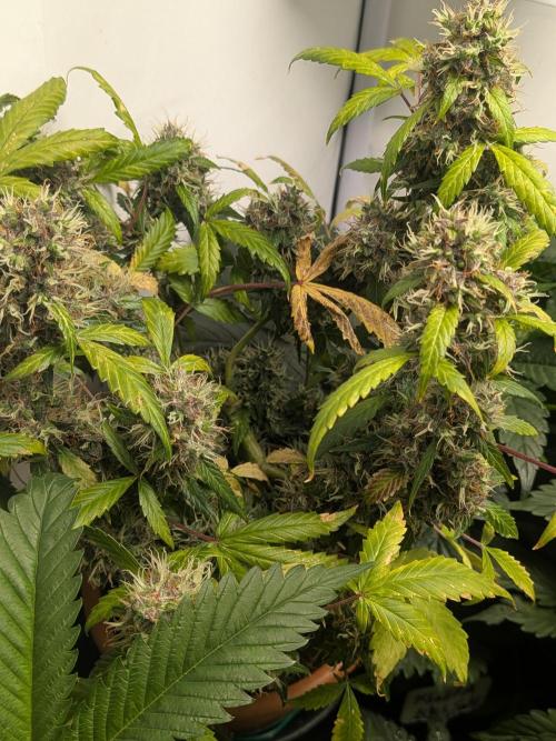 🥦Honey, I Shrunk the Broccoli! Micro. Week 12