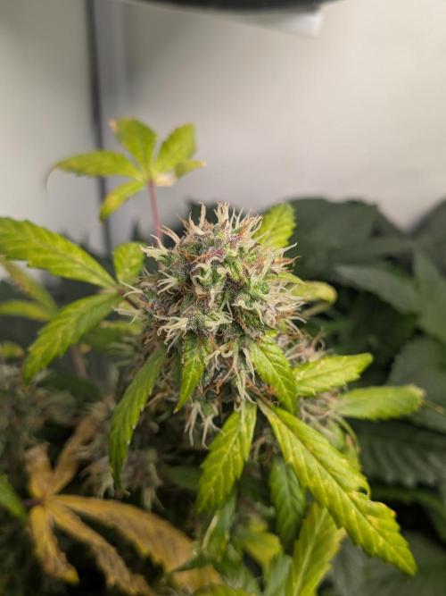 🥦Honey, I Shrunk the Broccoli! Micro. Week 12