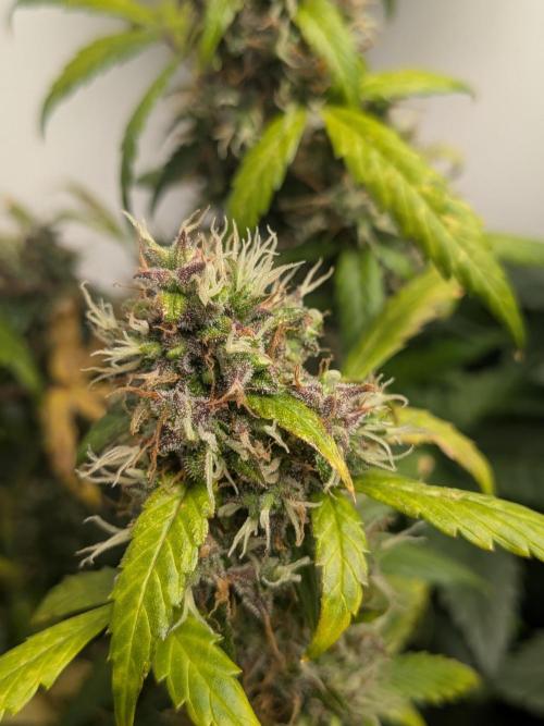 🥦Honey, I Shrunk the Broccoli! Micro. Week 12