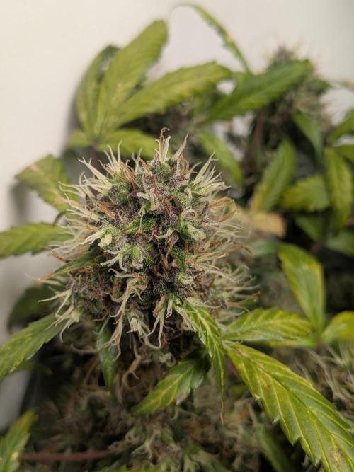 🥦Honey, I Shrunk the Broccoli! Micro. Week 12