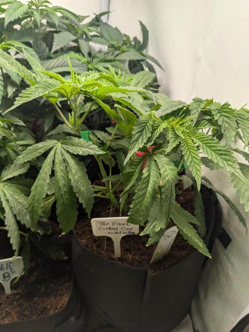 Devil Cookies One | USA Genetics 2026. Week 7