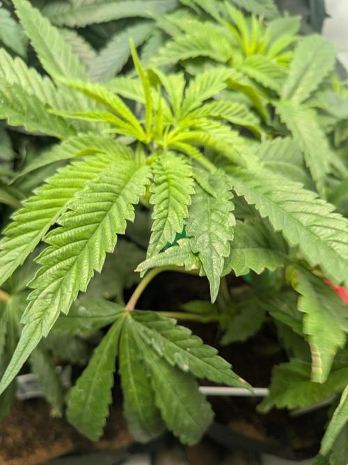Devil Cookies One | USA Genetics 2026. Week 7