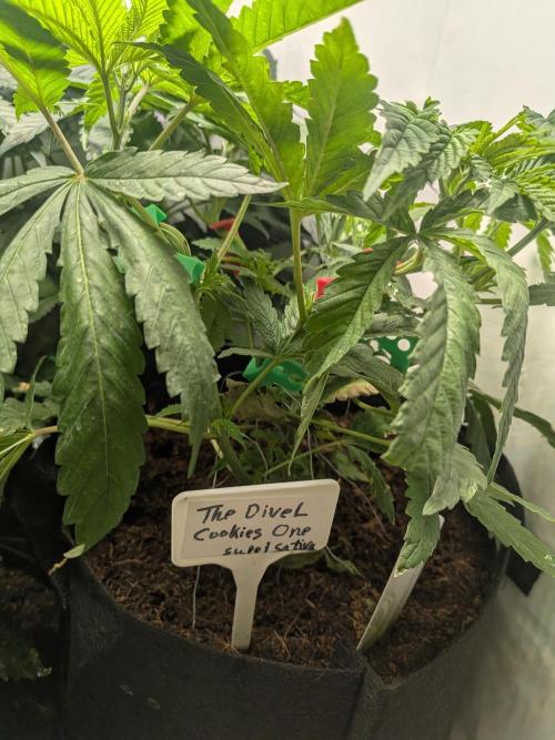 Devil Cookies One | USA Genetics 2026. Week 7