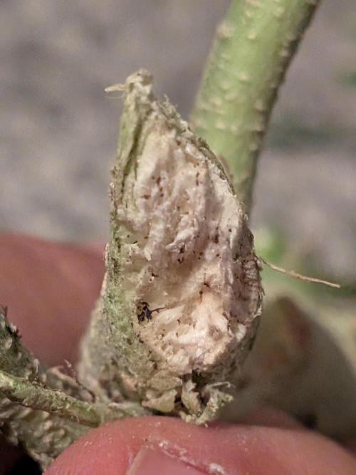 Sticky broccoli  🥦 Eternity Cup 2026. Week 16