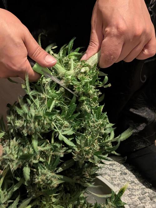 Sticky broccoli  🥦 Eternity Cup 2026. Week 16