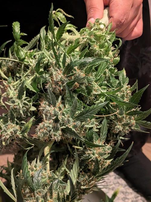 Sticky broccoli  🥦 Eternity Cup 2026. Week 16