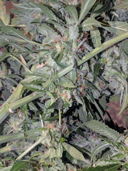 Sticky broccoli  🥦 Eternity Cup 2026. Week 16