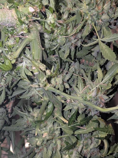 Sticky broccoli  🥦 Eternity Cup 2026. Week 16