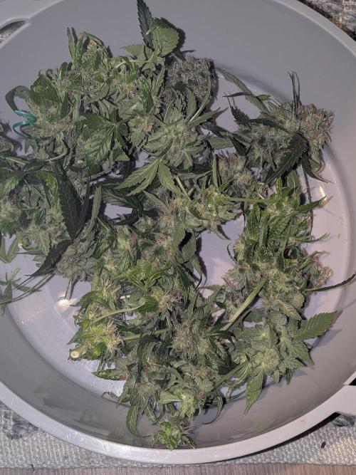 Sticky broccoli  🥦 Eternity Cup 2026. Week 16