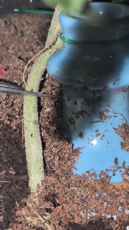 Sticky broccoli  🥦 Eternity Cup 2026