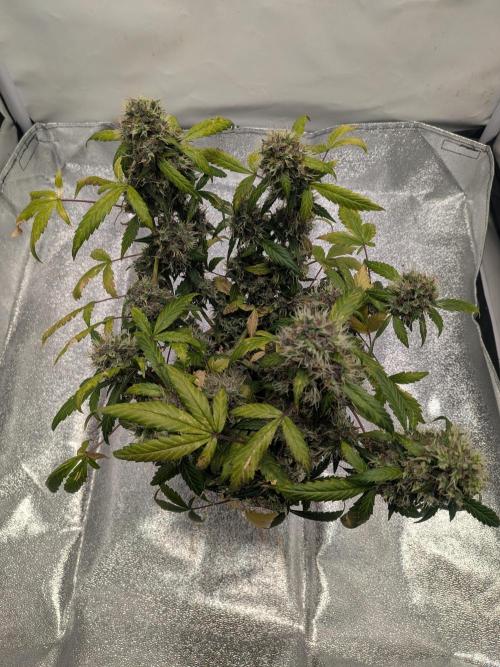 🥦Honey, I Shrunk the Broccoli! Micro. Week 13