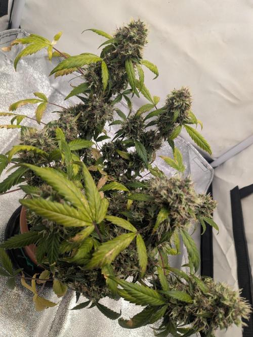 🥦Honey, I Shrunk the Broccoli! Micro. Week 13