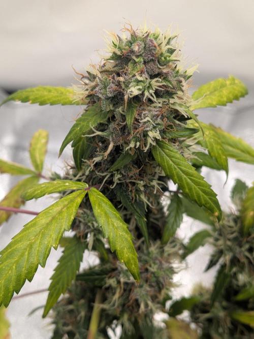 🥦Honey, I Shrunk the Broccoli! Micro. Week 13