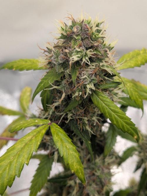 🥦Honey, I Shrunk the Broccoli! Micro. Week 13