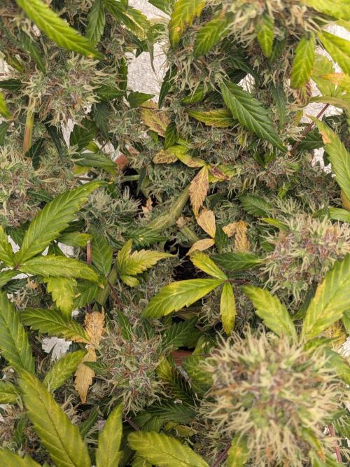 🥦Honey, I Shrunk the Broccoli! Micro. Week 13