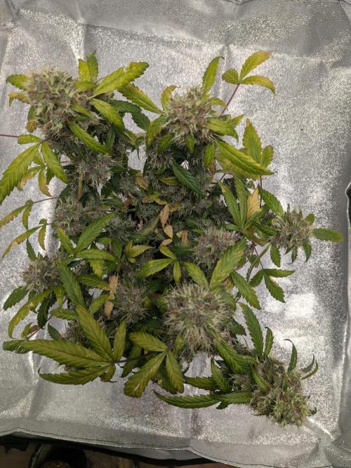 🥦Honey, I Shrunk the Broccoli! Micro. Week 13
