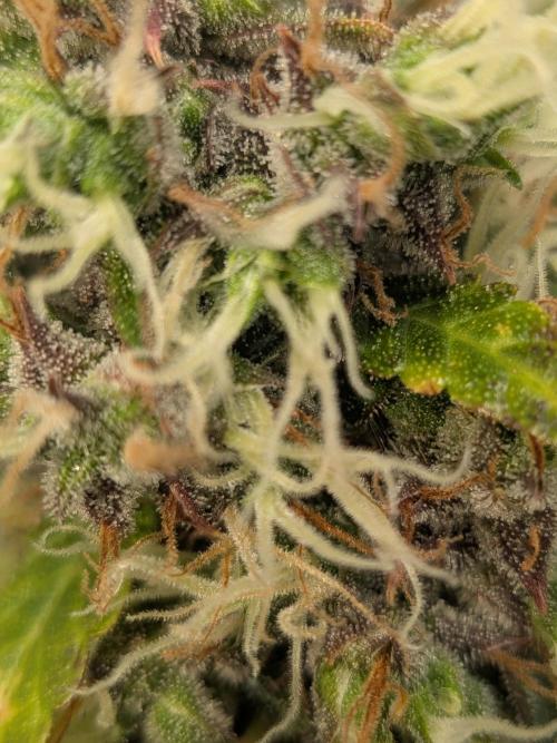 🥦Honey, I Shrunk the Broccoli! Micro. Week 13