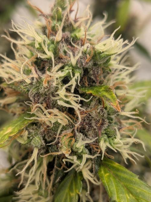 🥦Honey, I Shrunk the Broccoli! Micro. Week 13