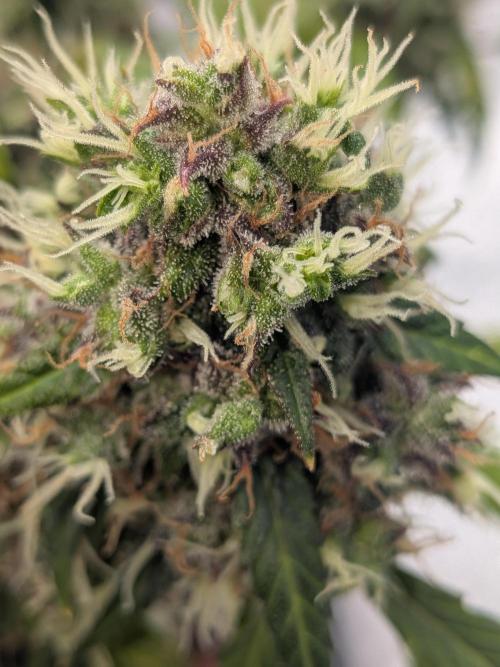 🥦Honey, I Shrunk the Broccoli! Micro. Week 13