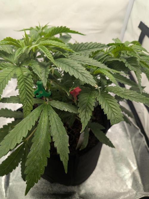 Devil Cookies One | USA Genetics 2026. Week 8