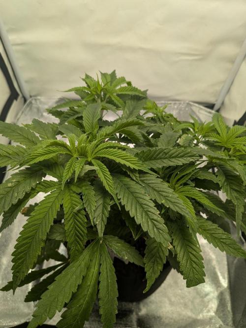 Devil Cookies One | USA Genetics 2026. Week 8