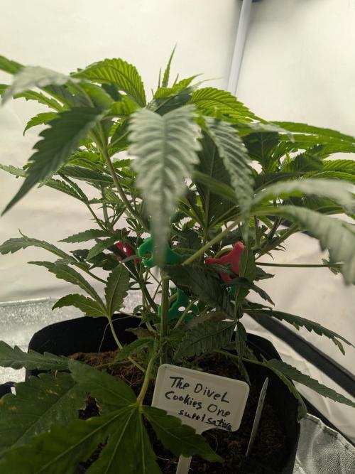 Devil Cookies One | USA Genetics 2026. Week 8