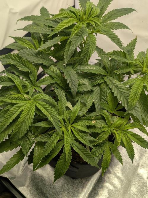 Devil Cookies One | USA Genetics 2026. Week 8