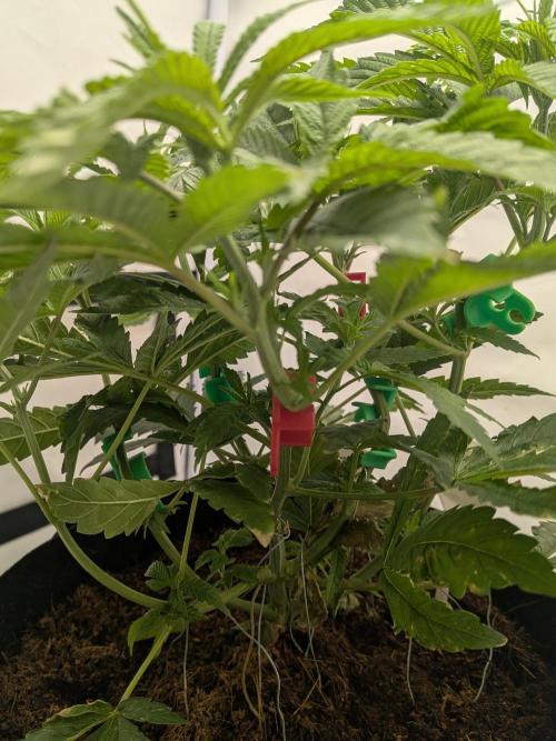 Devil Cookies One | USA Genetics 2026. Week 8